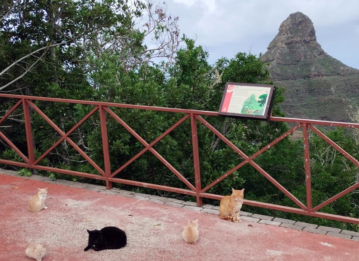 Los ecologistas, hartos de las colonias de gatos en Anaga: "Suponen un riesgo para la salud"