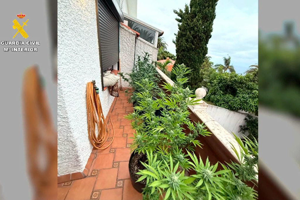 Descubren la casa de la marihuana en Tenerife: escondía más de 250 plantas