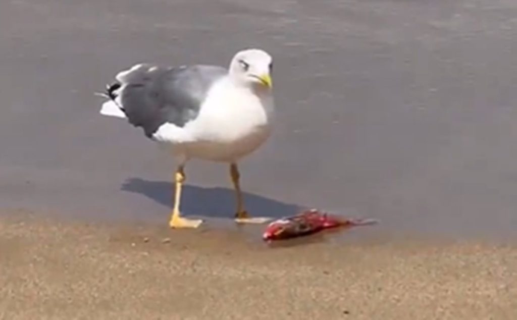 Gaviota comiéndose una vieja en la playa de Las Canteras