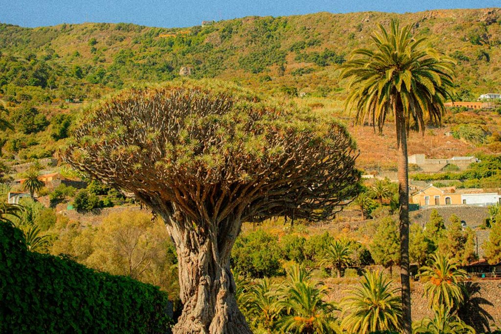 Icod de los Vinos, el municipio que refleja el espíritu del verano