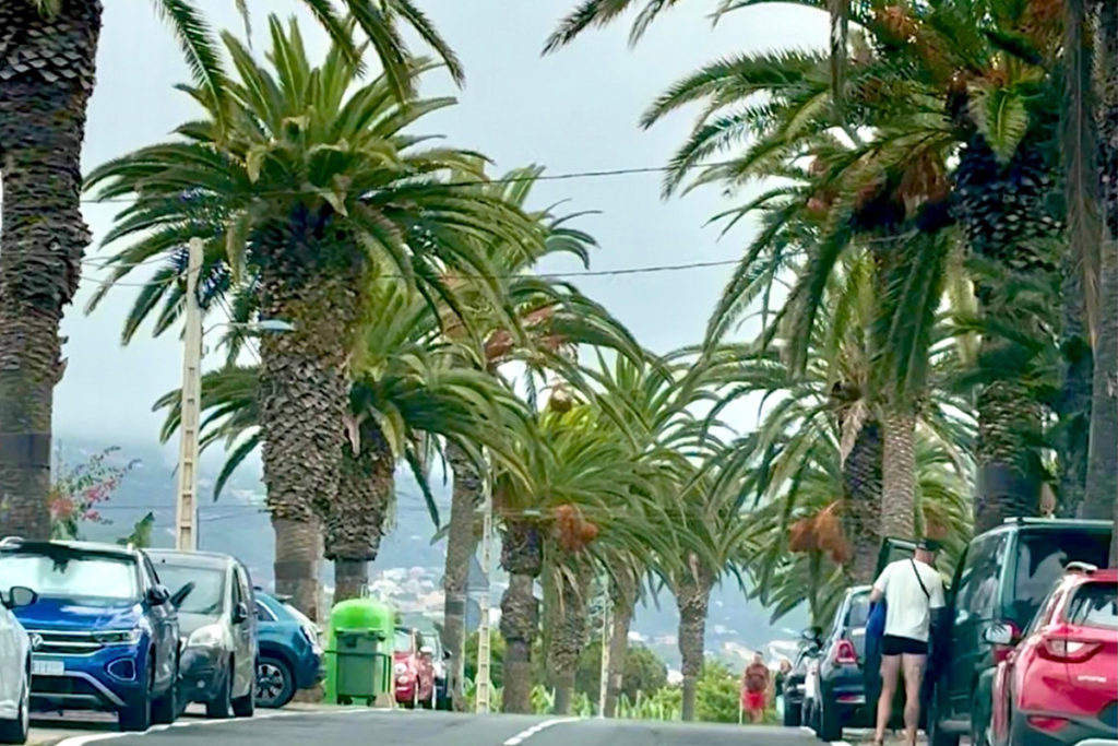 La batalla por El Rincón: los ecologistas rechazan la tala de 85 palmeras por las obras de la TF-176