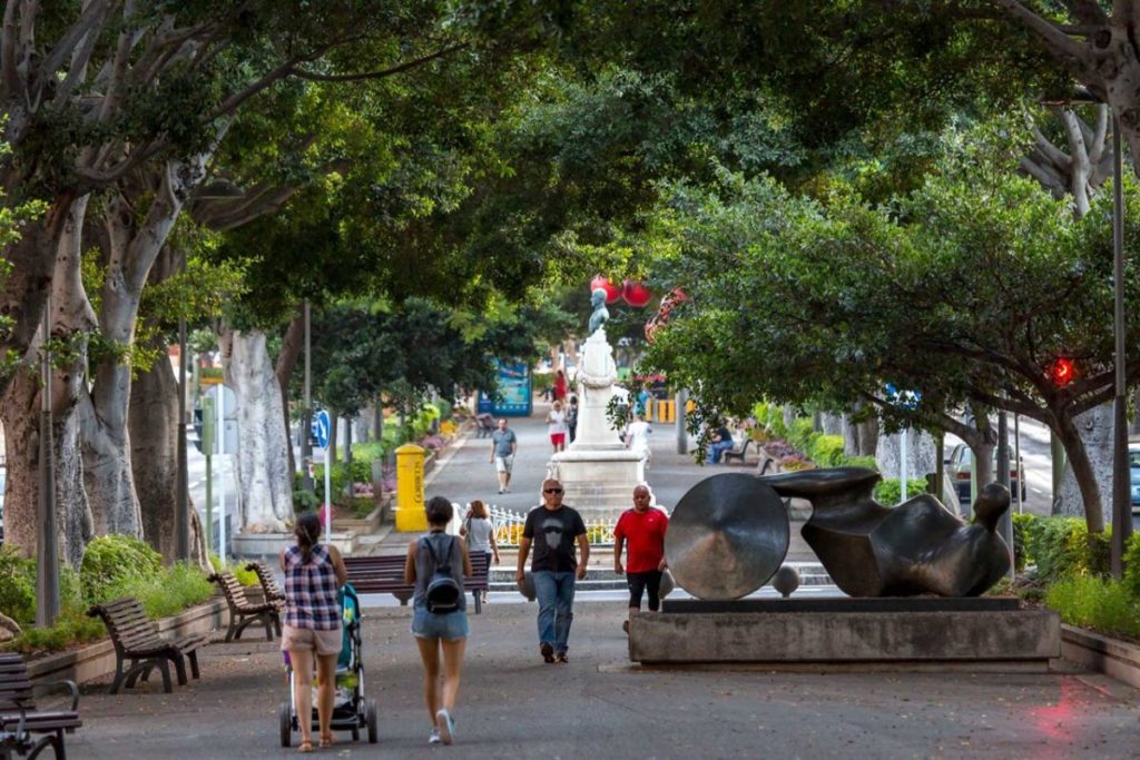 Los laureles de Indias de Santa Cruz, en riesgo por la presencia de avispas