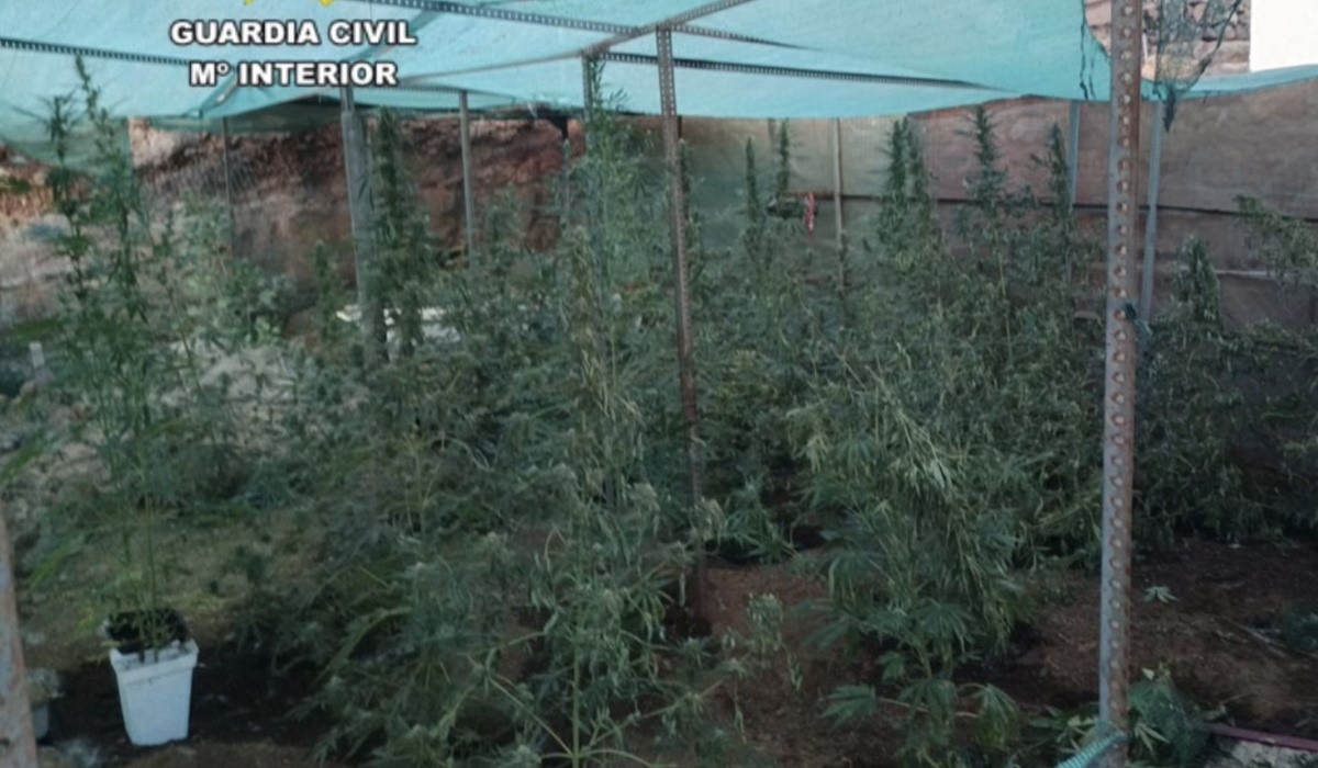 Acuden a un incendio en una casa de Tenerife y descubren 26 plantas de marihuana