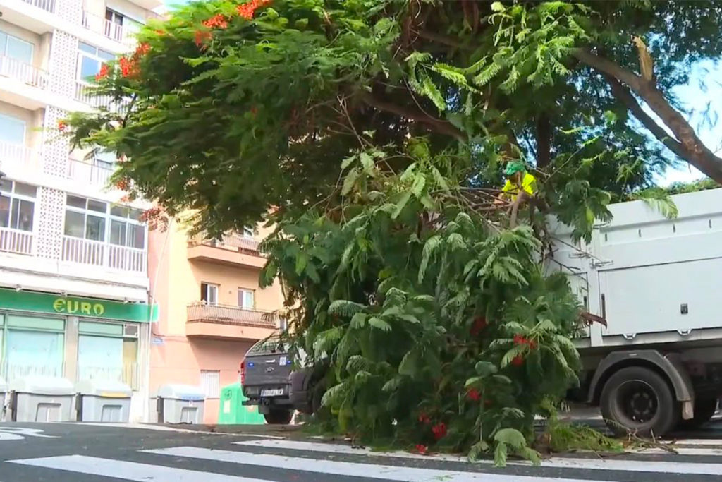 Avenida Venezuela in Santa Cruz de Tenerife Reopens After Falling Tree Branch Prompts Closure
