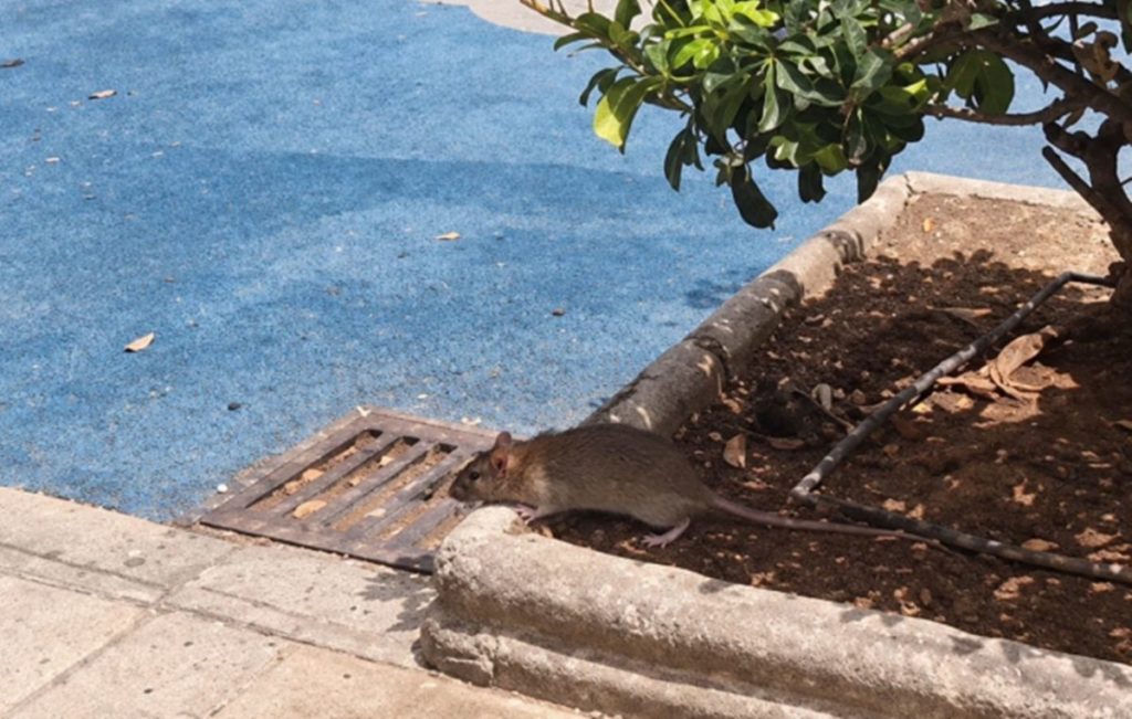 Otra rata en el parque infantil de Tomé Cano, en Santa Cruz de Tenerife. 