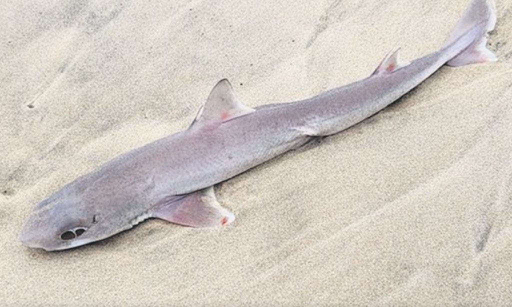Nueve de cada diez tiburones en Canarias están contaminados por microplásticos