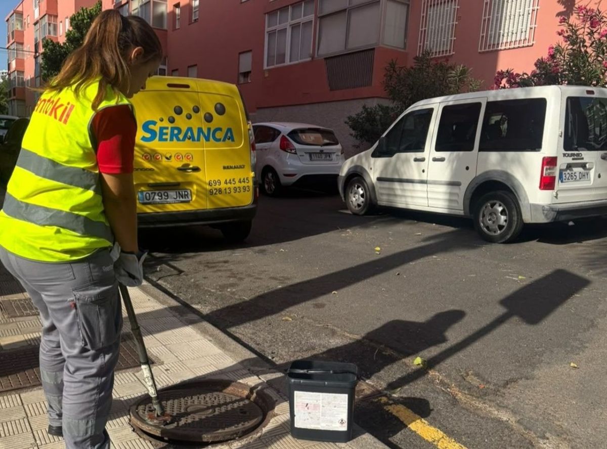 Santa Cruz de Tenerife Programa acciones contra ratas y cucarachas en barrios del distrito Centro-Ifara