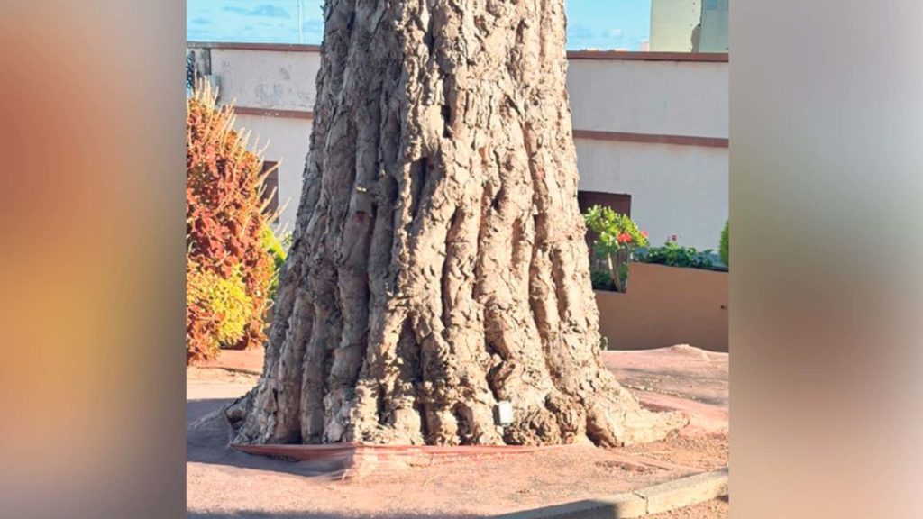 Los dragos gemelos de Los Realejos, bajo vigilancia con sensores 3D