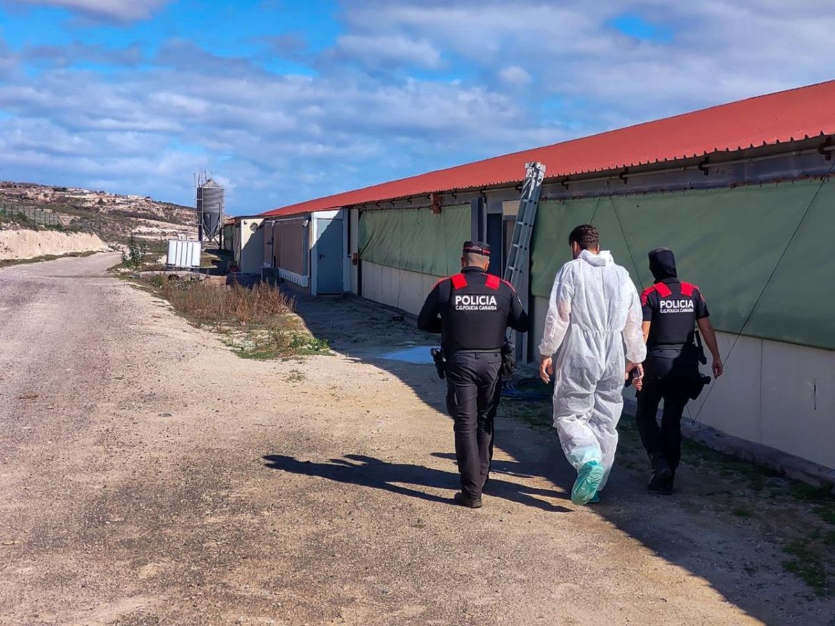La Policía Canaria no da crédito: descubre un vertedero ilegal con 8.000 metros cúbicos de residuos en Tenerife