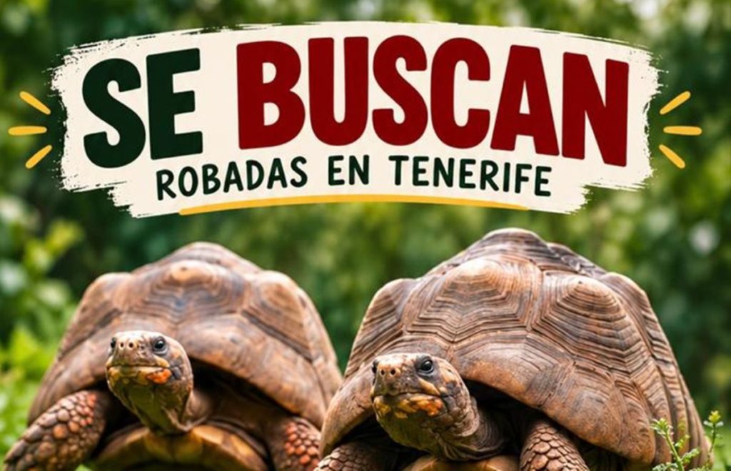 Ofrecen 1.000 euros de recompensa por dos tortugas robadas en Tenerife tras 17 años con su familia