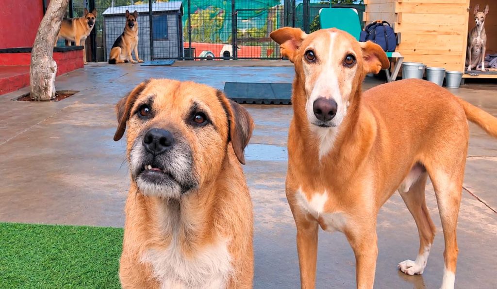 Adepac, más de 30 años dando una segunda oportunidad a los animales abandonados