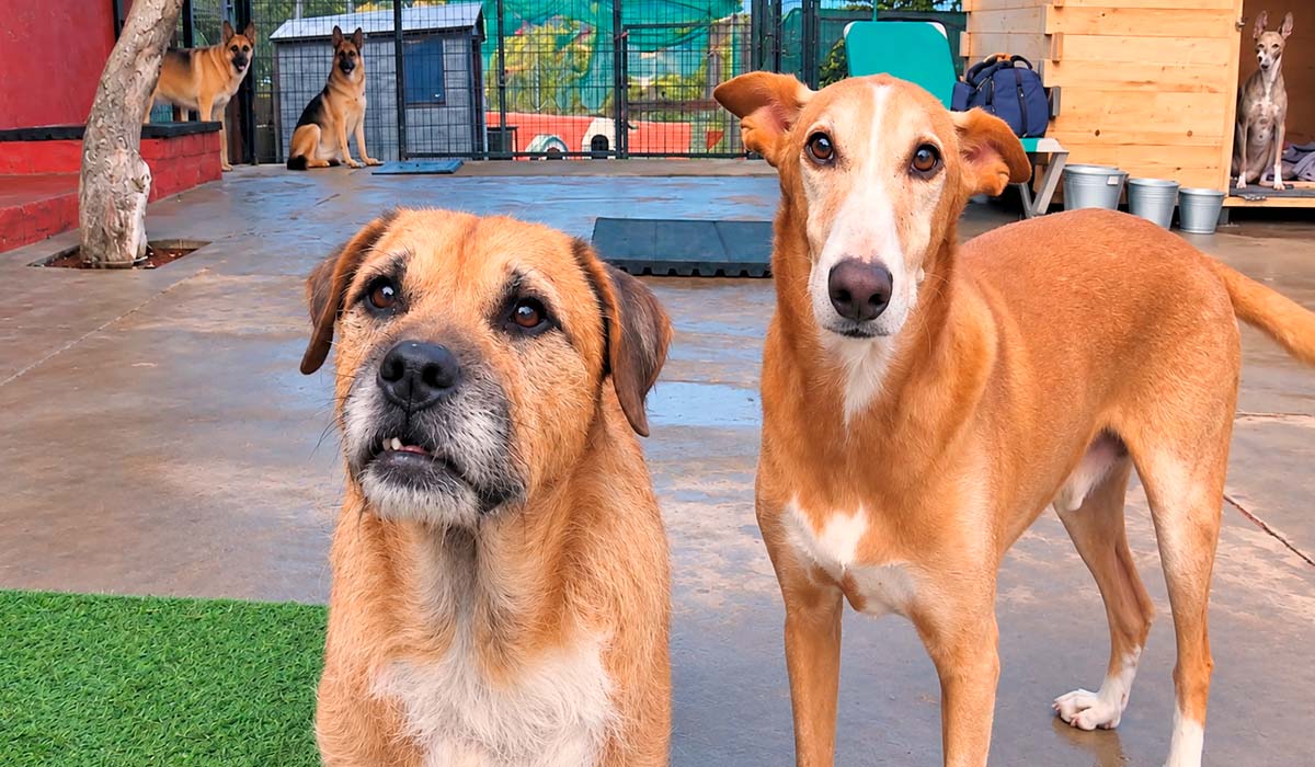 Adepac, más de 30 años dando una segunda oportunidad a los animales abandonados