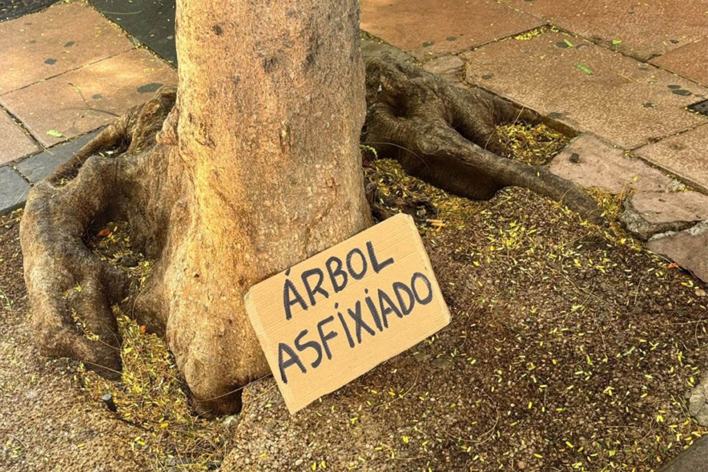 Alcorques asfixiantes y árboles secos: el mapa que identifica 1.322 puntos negros en Santa Cruz