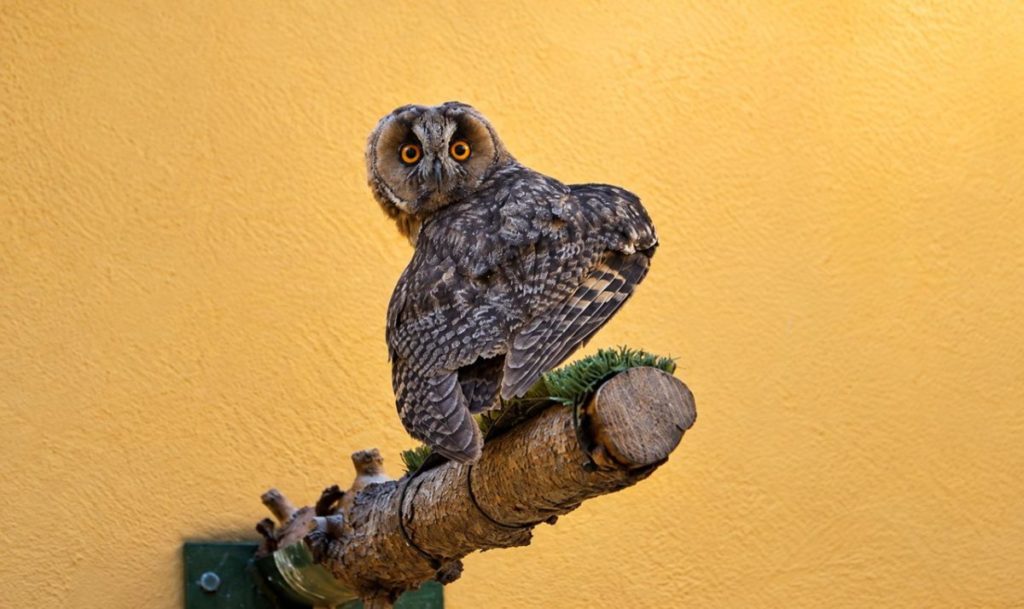 La Tahonilla abre sus puertas para descubrir a los ´Guardianes de la Biodiversidad´