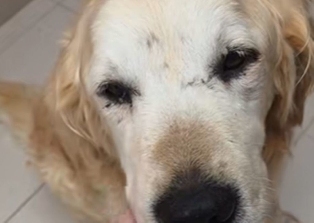 Caso urgente en Valle Colino: Truman, un golden retriever de casi 13 años que busca un hogar
