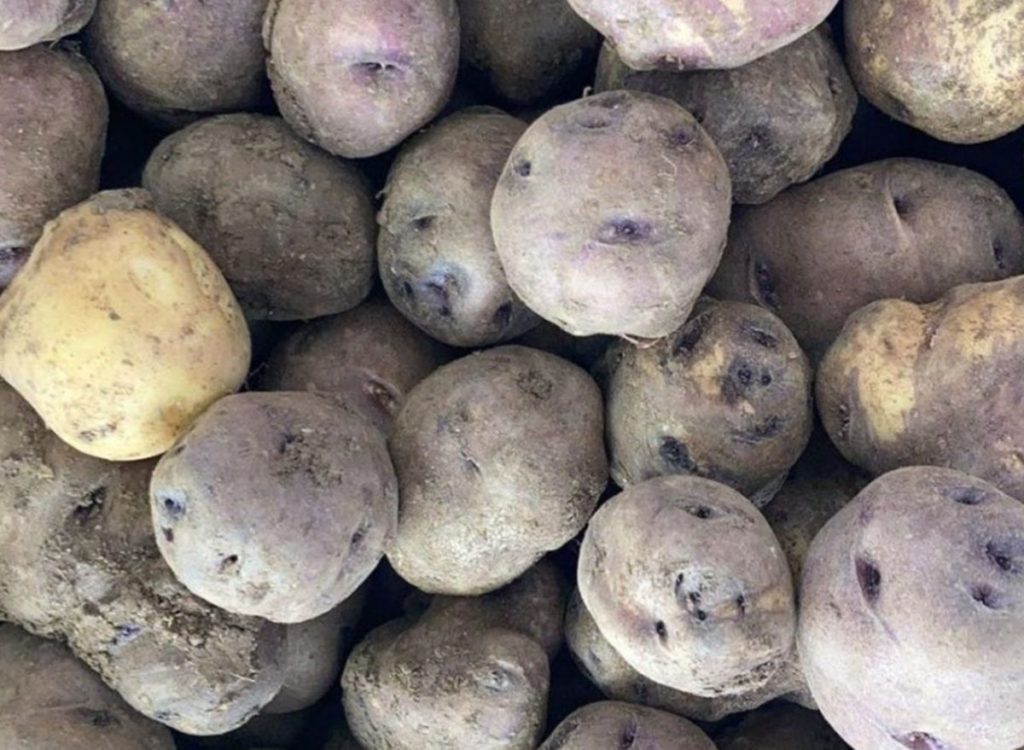Roban 800 kilos de papas negras en Tenerife y la Guardia Civil descubre cómo actuaban