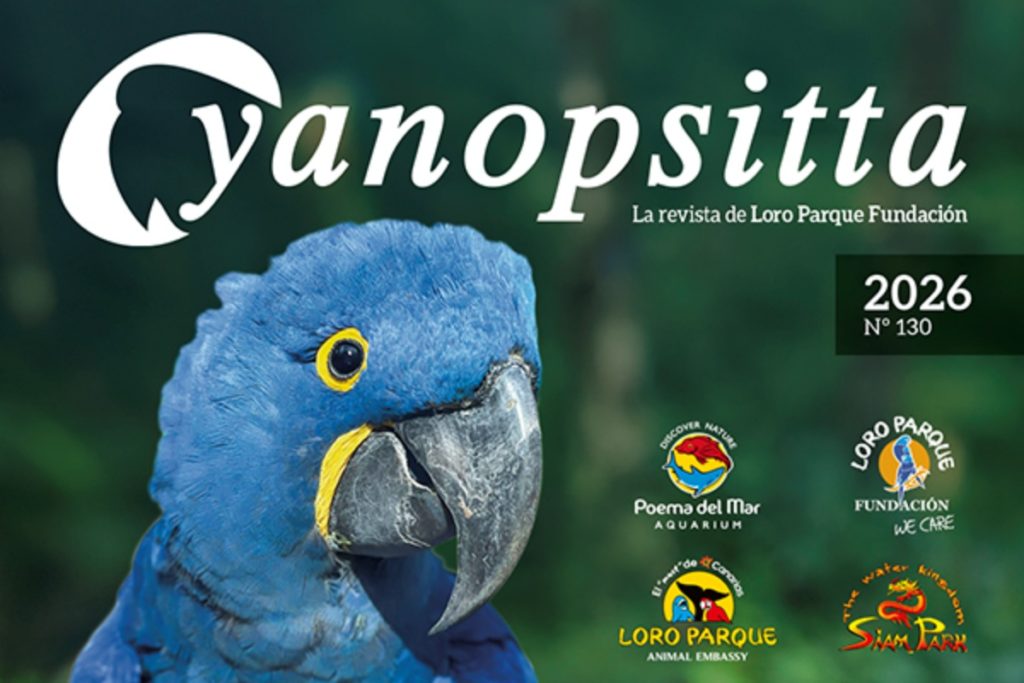 Cyanopsitta 130: Loro Parque Fundación comparte sus últimos avances en la protección de la biodiversidad