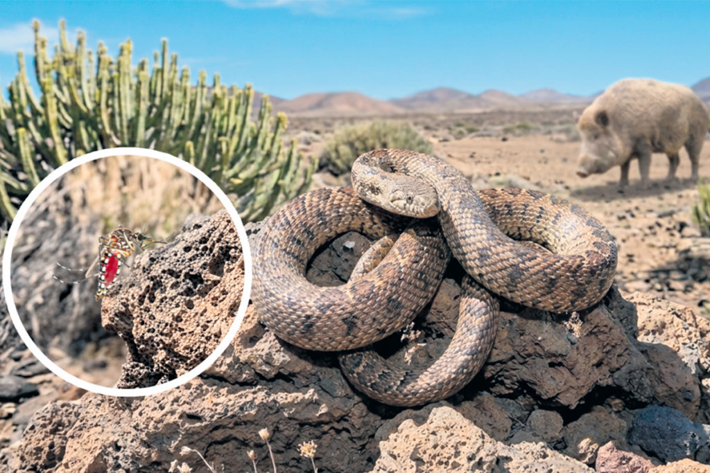 Un centenar de especies invasoras amenazan la vida y la salud en Canarias