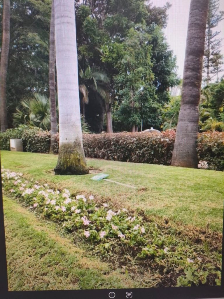 Vandalismo en el García Sanabria: tumban la señal de no pisar y escachan las flores