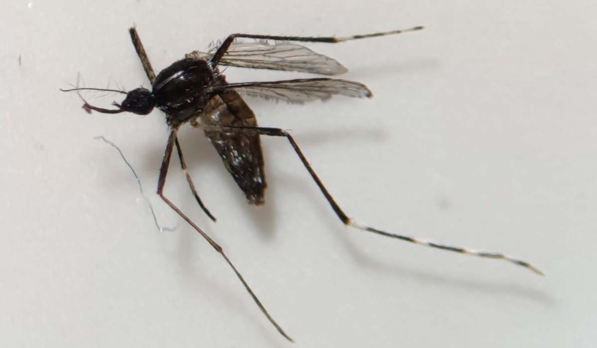 Nueva detección de mosquito tigre en otra isla: hace dos días se confirmó en La Gomera