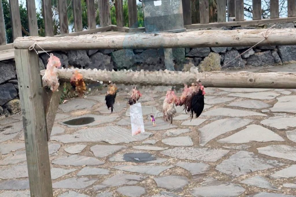 Encuentran cabezas de gallos en un conocido mirador de Tenerife: sospechan de un ritual de santería
